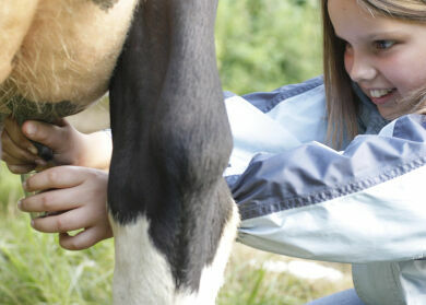 Ein Mädchen melkt eine Kuh von Hand.