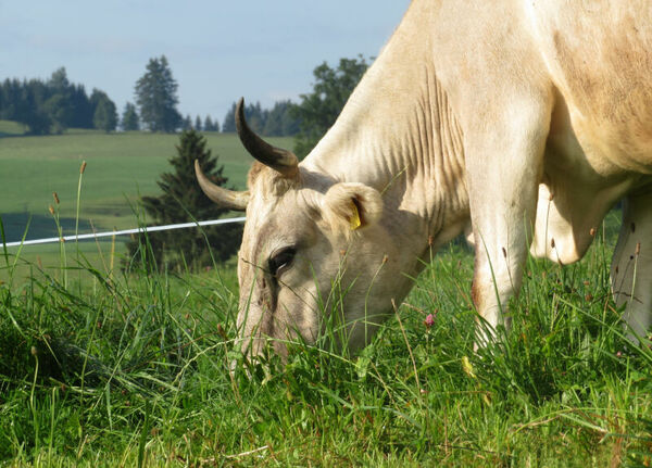Bildrecht:Christine Bajohr, KugelSüdhangHof Bildrecht:Christine Bajohr, KugelSüdhangHof